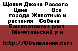 Щенки Джека Рассела › Цена ­ 10 000 - Все города Животные и растения » Собаки   . Башкортостан респ.,Мечетлинский р-н